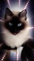 Gatinha lindíssima