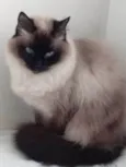 Gatinha lindíssima