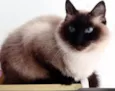 Gatinha lindíssima