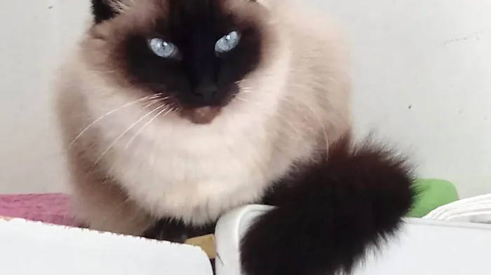 Gato ra a SRD-ViraLata idade 1 ano nome Gatinha lindíssima 