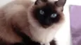 Gatinha lindíssima