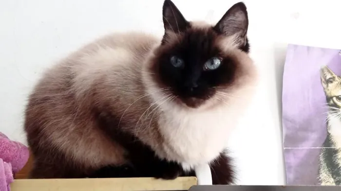Gato ra a SRD-ViraLata idade 1 ano nome Gatinha lindíssima 