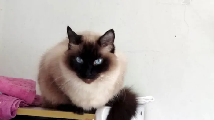 Gato ra a SRD-ViraLata idade 1 ano nome Gatinha lindíssima 