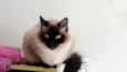 Gatinha lindíssima