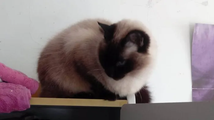 Gato ra a SRD-ViraLata idade 1 ano nome Gatinha lindíssima 