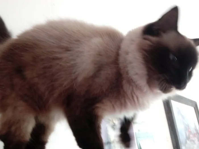 Gato ra a SRD-ViraLata idade 1 ano nome Gatinha lindíssima 