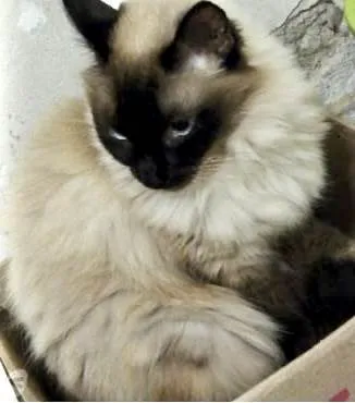 Gato ra a SRD-ViraLata idade 1 ano nome Gatinha lindíssima 