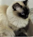 Gatinha lindíssima