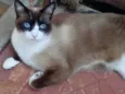 Bolacha lindo