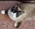 Bolacha lindo