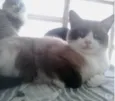 Bolacha lindo