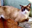 Bolacha lindo