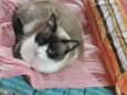 Bolacha lindo