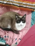 Bolacha lindo