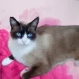Bolacha lindo