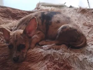 Cachorro raça Pequena idade Abaixo de 2 meses nome Não tem