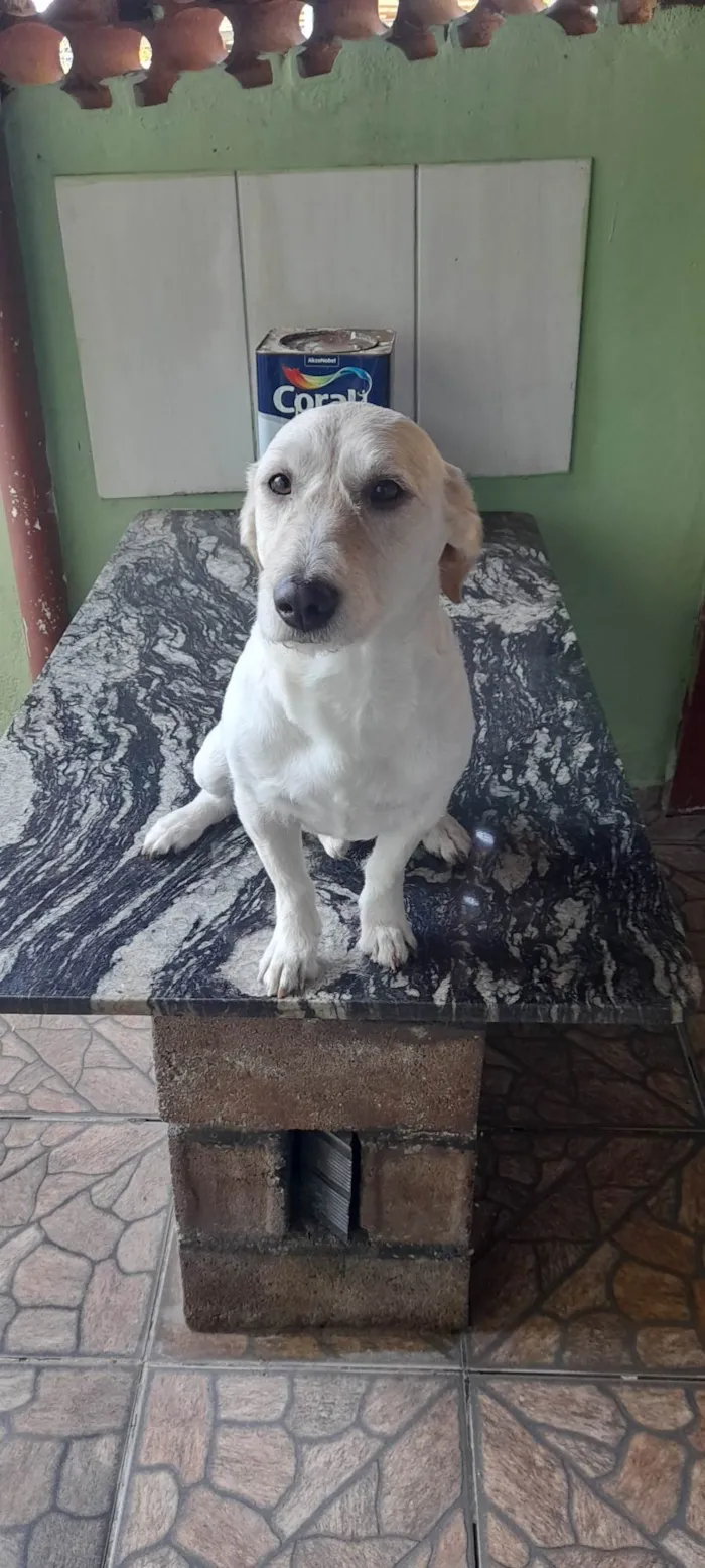 Cachorro ra a Pai vira lata mae husky idade 2 anos nome José 