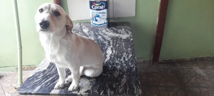 Cachorro ra a Pai vira lata mae husky idade 2 anos nome José 