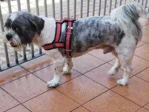 Cachorro raça Shitzu idade 2 anos nome Buzz