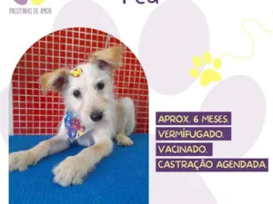 Cachorro raça SRD-ViraLata idade 2 a 6 meses nome Ted