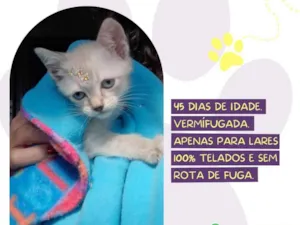 Gato raça SRD-ViraLata idade Abaixo de 2 meses nome Angel 