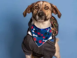 Cachorro raça SRD-ViraLata idade 1 ano nome Juninho
