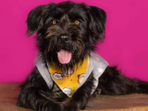 Cachorro raça SRD-ViraLata idade 2 anos nome Pompom