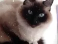 Gatinha lindíssima 