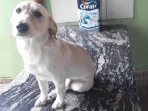 Cachorro raça Pai vira lata mae husky idade 2 anos nome José 