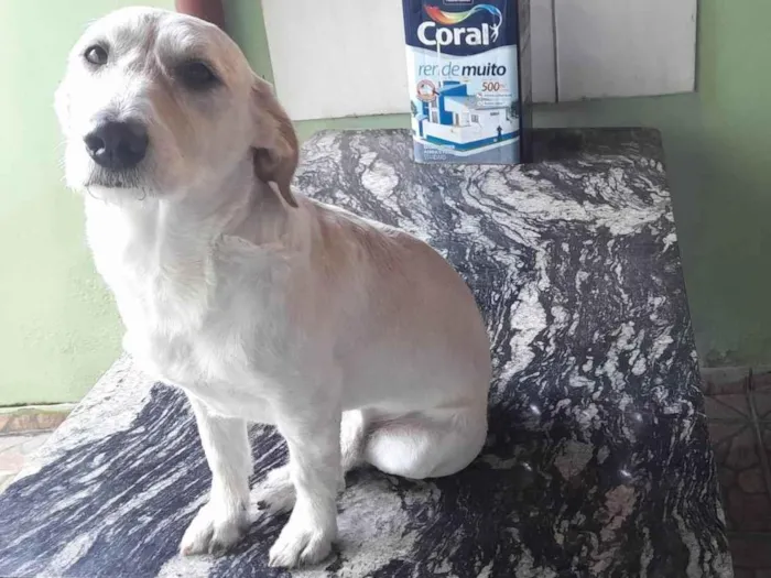 Cachorro ra a Pai vira lata mae husky idade 2 anos nome José 