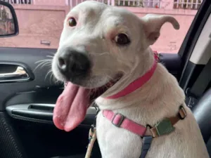 Cachorro raça SRD-ViraLata idade 2 anos nome Branca