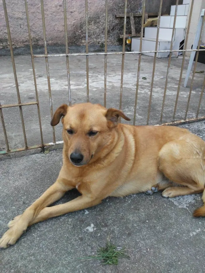 Cachorro ra a Srd idade 6 ou mais anos nome Amora