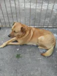 Amora