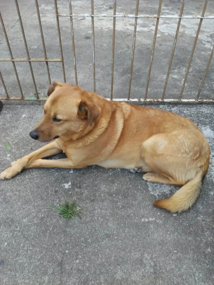 Cachorro ra a Srd idade 6 ou mais anos nome Amora