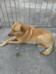 Amora