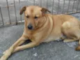 Amora