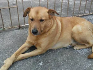 Cachorro raça Srd idade 6 ou mais anos nome Amora