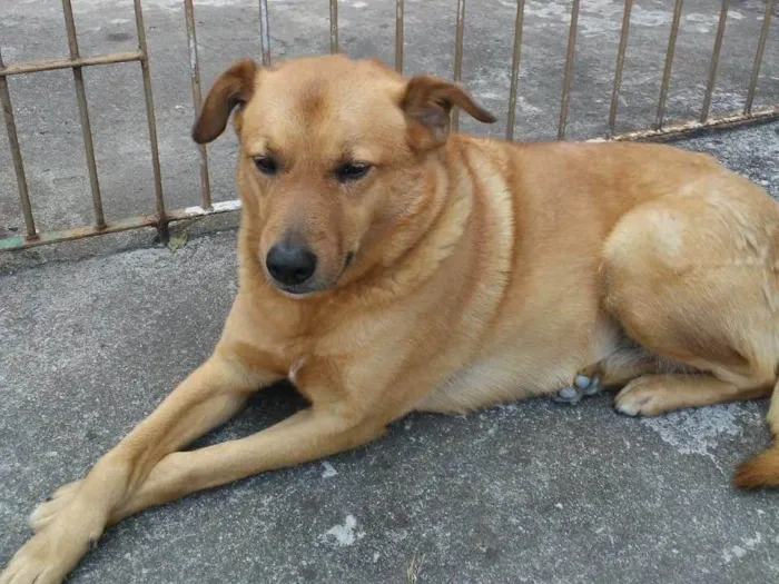 Cachorro ra a Srd idade 6 ou mais anos nome Amora
