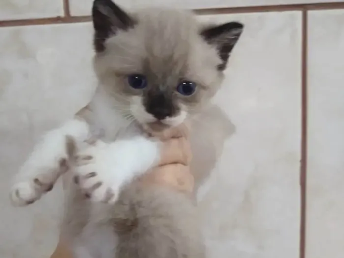 Gato ra a Srd idade Abaixo de 2 meses nome ....