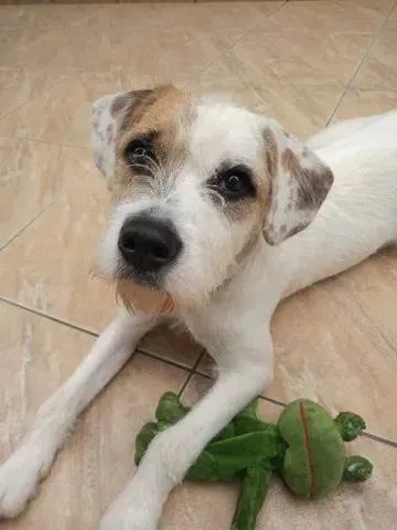 Cachorro ra a SRD-ViraLata idade 7 a 11 meses nome Atlas