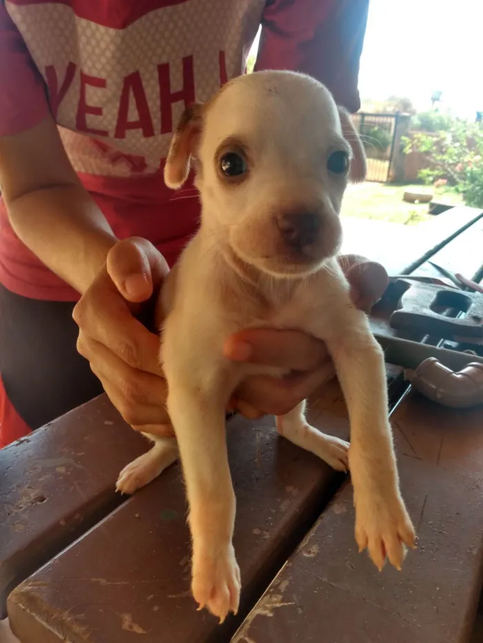 Cachorro ra a Não sei  idade Abaixo de 2 meses nome Não tem nome 