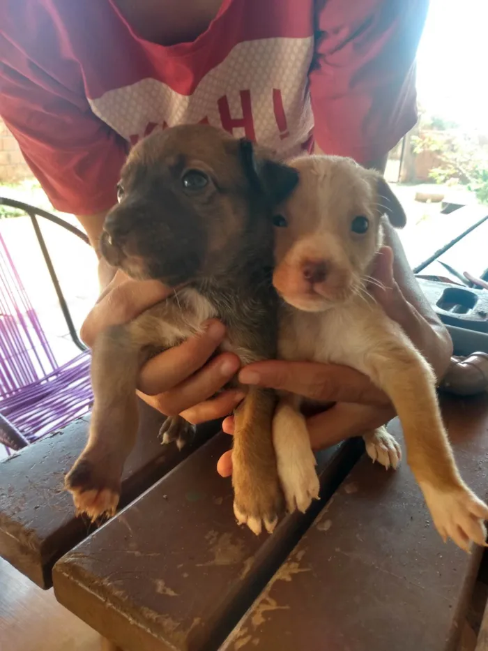 Cachorro ra a Não sei  idade Abaixo de 2 meses nome Não tem nome 