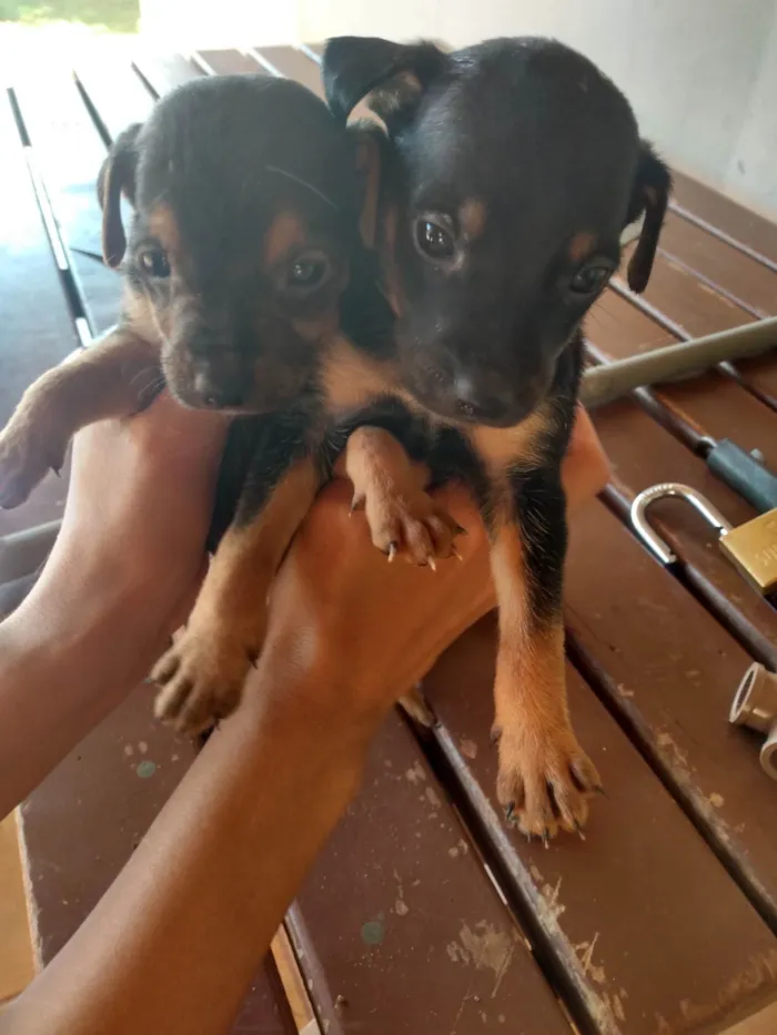 Cachorro ra a Não sei  idade Abaixo de 2 meses nome Não tem nome 