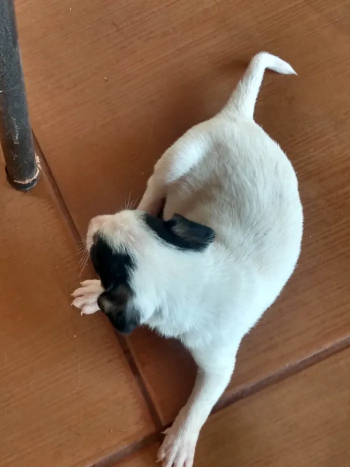 Cachorro ra a Não sei  idade Abaixo de 2 meses nome Não tem nome 