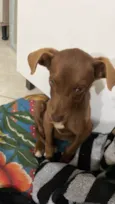 Scooby/Negão