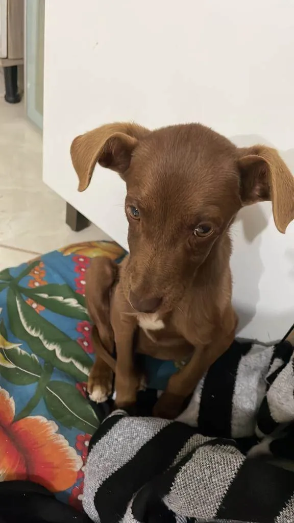 Cachorro ra a SRD-ViraLata idade 2 a 6 meses nome Scooby/Negão