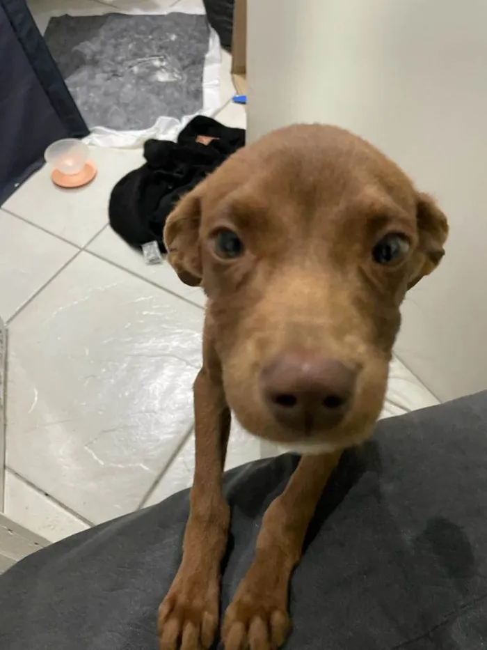 Cachorro ra a SRD-ViraLata idade 2 a 6 meses nome Scooby/Negão