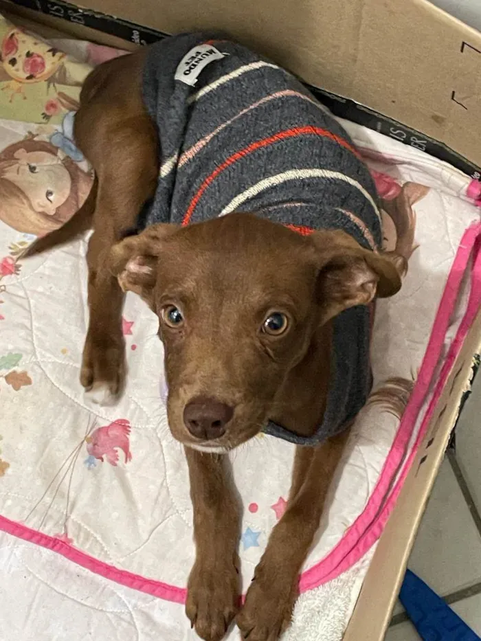 Cachorro ra a SRD-ViraLata idade 2 a 6 meses nome Scooby/Negão
