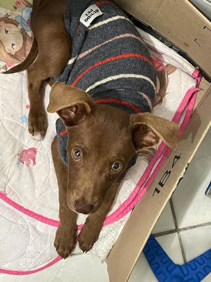 Cachorro ra a SRD-ViraLata idade 2 a 6 meses nome Scooby/Negão