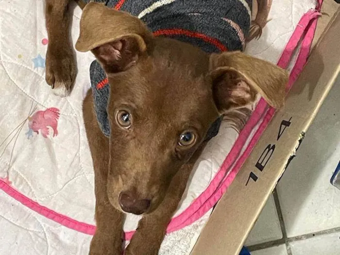 Cachorro ra a SRD-ViraLata idade 2 a 6 meses nome Scooby/Negão